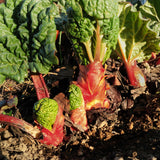 Pack 5 Rhubarb Plants Roots for Planting Outdoor, Red Rhubarb Plant Roots, Vegetable Root Live, Bareroot for Planting