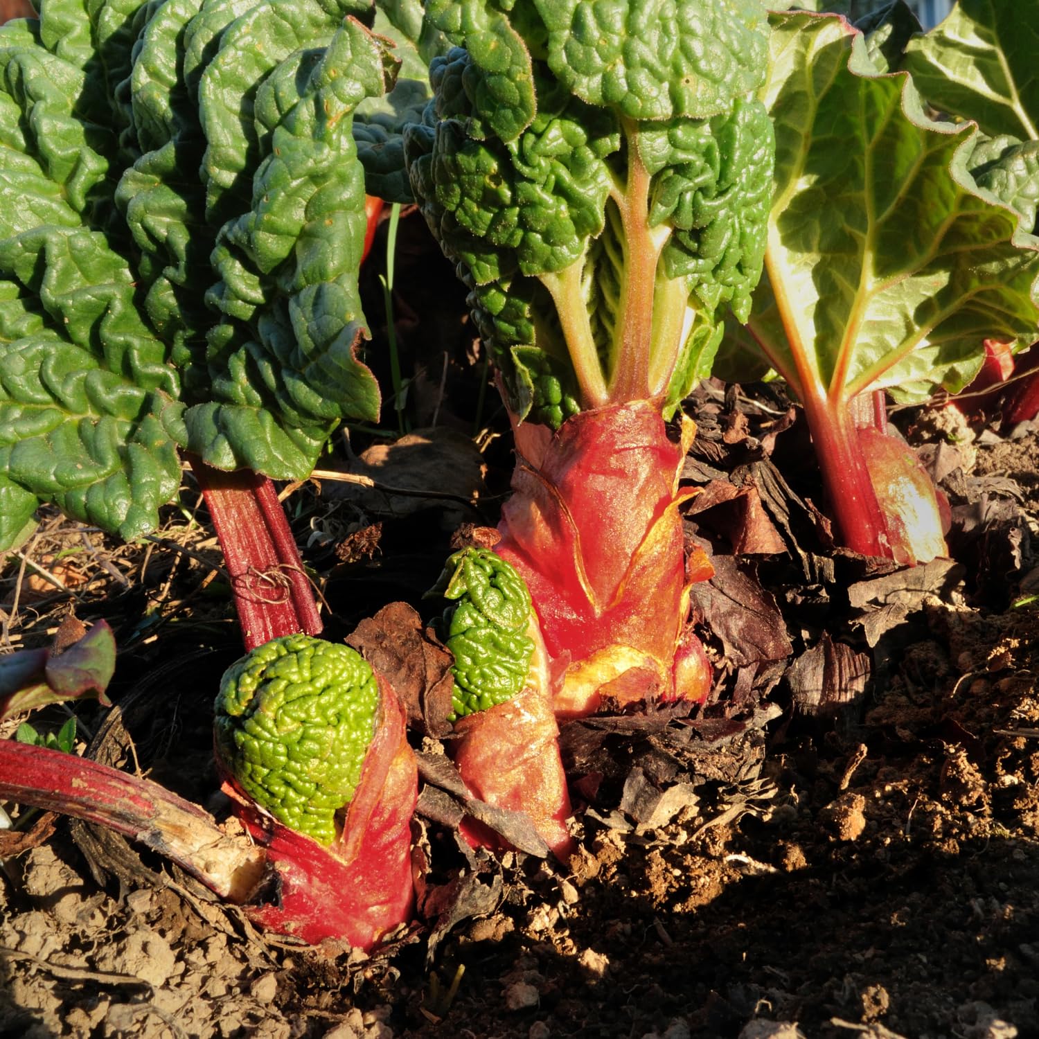 Pack 5 Rhubarb Plants Roots for Planting Outdoor, Red Rhubarb Plant Roots, Vegetable Root Live, Bareroot for Planting