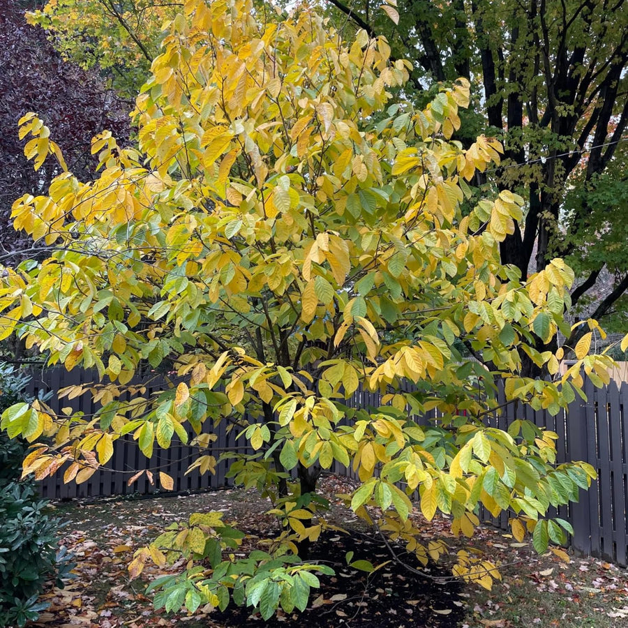 Pack 2 Pawpaw Trees Live Bareroots, 6-12 Inches Tall, Hardy Paw Paw Fruit Trees to Grow