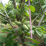 2 Pawpaw Tree Live Plants Bares Roots, Paw Paw Plant, Cold Hardy Fruit Tree Home Orchards Growing, 6 Inches and 11 Inches in Height