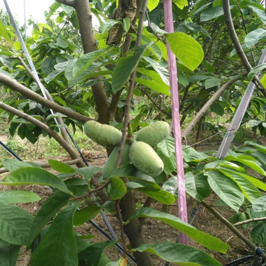 2 Pawpaw Tree Live Plants Bares Roots, Paw Paw Plant, Cold Hardy Fruit Tree Home Orchards Growing, 6 Inches and 11 Inches in Height