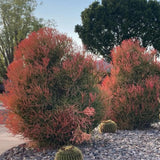 Medium Euphorbia Pencil Cutting Live, Cactus Succulent Cutting Plant Live, Indoor Outdoor Landscape