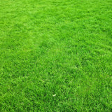 20000 Zoysia Grass Seeds, Emerald Zoysia Grass Seed, Soft Dense Green Lawn, Zoysia Grass Seed for Lawns and Landscapes, Low Maintenance Warm Season