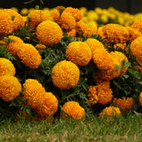 Orange African Marigold Plant 6-10 Inches, 4 Inch Pot, Hardy Marigold Flowers, Live Flowering Garden Plant for Planting