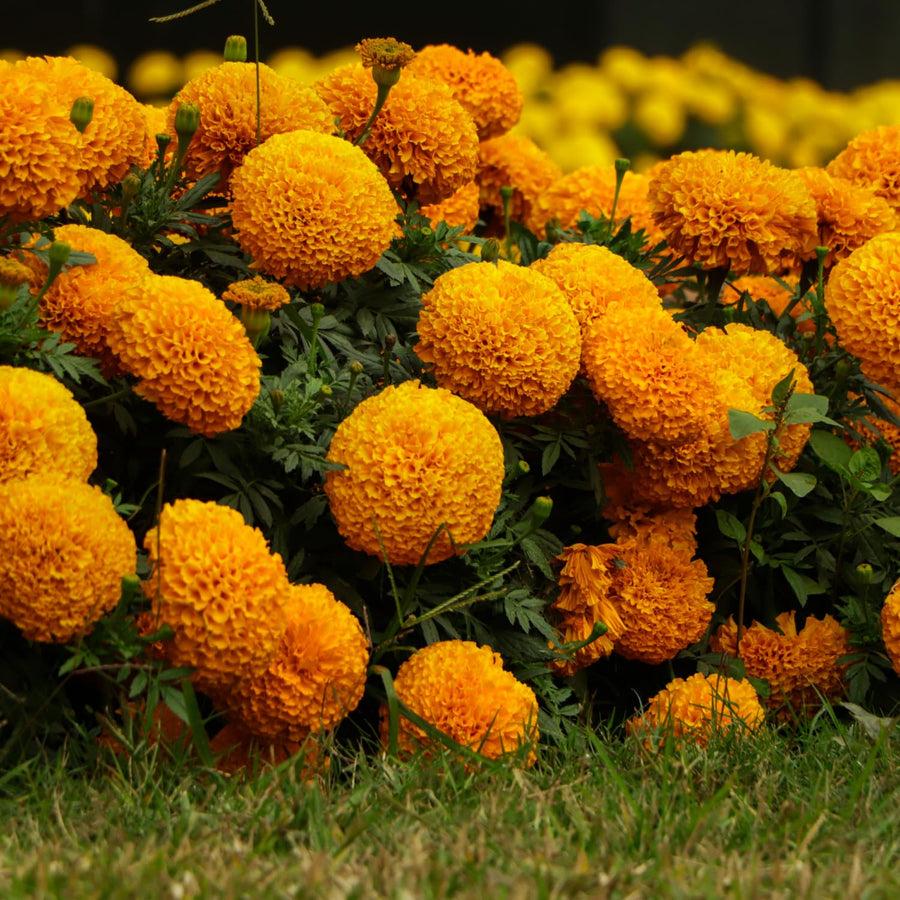 Orange African Marigold Plant 6-10 Inches, 4 Inch Pot, Hardy Marigold Flowers, Live Flowering Garden Plant for Planting