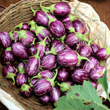 Pack of 100 Round Purple Eggplant Seeds for Planting, Vegetable Seeds for Garden Growing