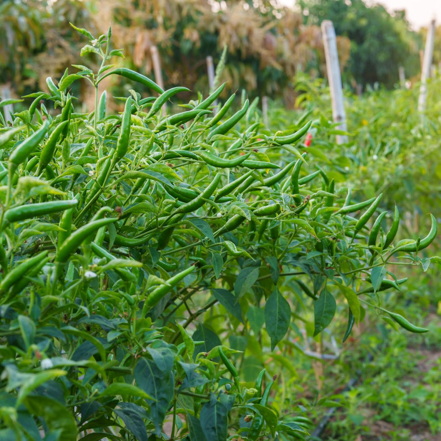 100 Bird Chili Pepper Seeds for Planting, Chili Seed for Garden, Containers
