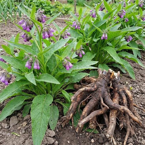10 Comfrey Roots, Bocking 14 Live Roots Cuttings, Perennial Herb Plants for Garden, Fast Growing, High Yield Comfrey Cutting