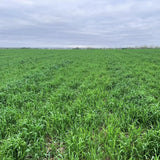 4Lbs Rye Cover Crop Seeds for Planting, Rye Grass Seeds for Garden, Lawn, Outdoor Ground Cover