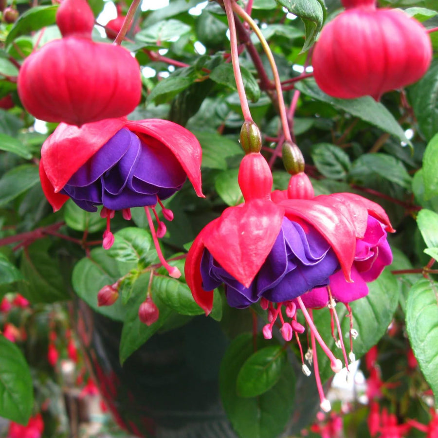 Fuchsia Plant, 3 to 4 Inch Tall Fuchsia Plants Live, Hanging Fuchsias Plants Well Rooted for Planting, Hardy Fuchsias Live Plants, Perennial, Colorful Flowers (Purple Red Flowers)