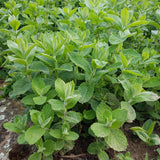 Apple Mint Live Plant 4.5″ Pot, Fragrant Culinary Mint Herb, Easy Care Indoor Outdoor Planting