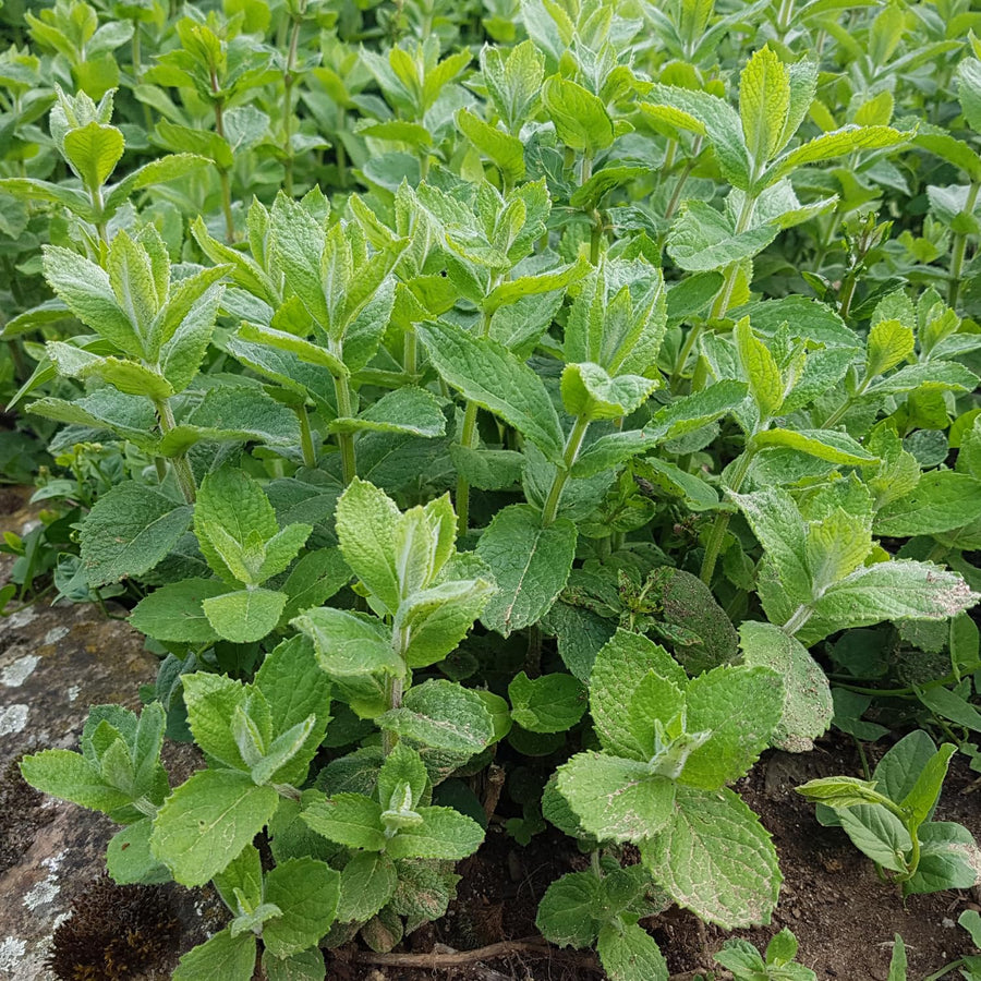 Apple Mint Live Plant 4.5″ Pot, Fragrant Culinary Mint Herb, Easy Care Indoor Outdoor Planting