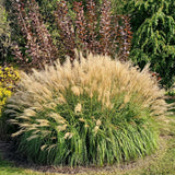 Set 2 Maiden Grass Plants, Miscanthus Grass Live Clump - 4 to 6 Inches Tall, Live Miscanthus Grass Plants, Ornamental Grass Perennial Live Plants, No Pot