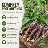 5 Comfrey Bocking 14 Live Roots, Fast Growing Perennial Herb Plant for Garden, 4 Inches Cuttings
