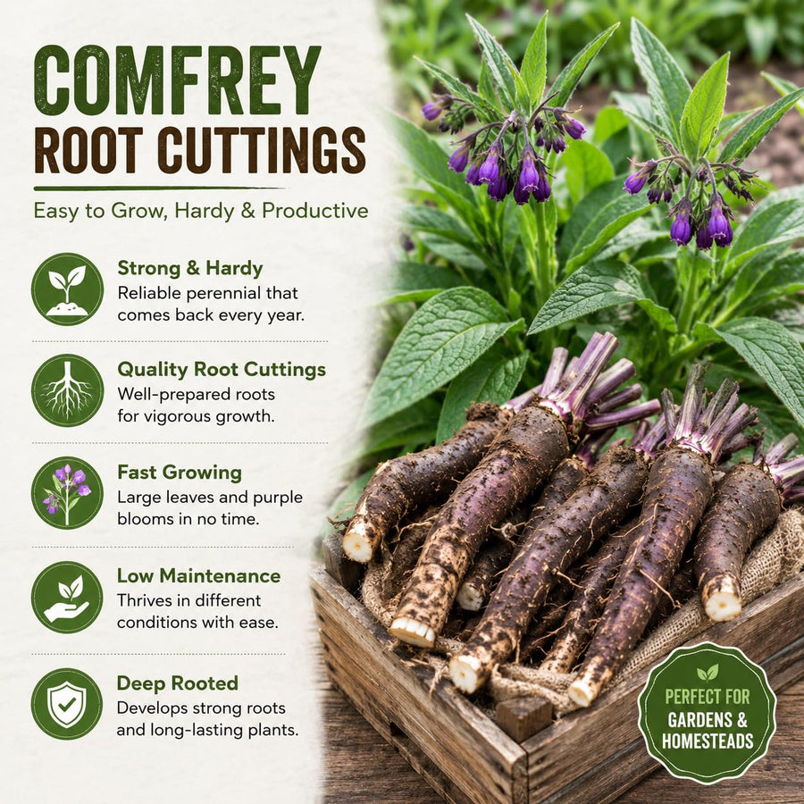 5 Comfrey Bocking 14 Live Roots, Fast Growing Perennial Herb Plant for Garden, 4 Inches Cuttings