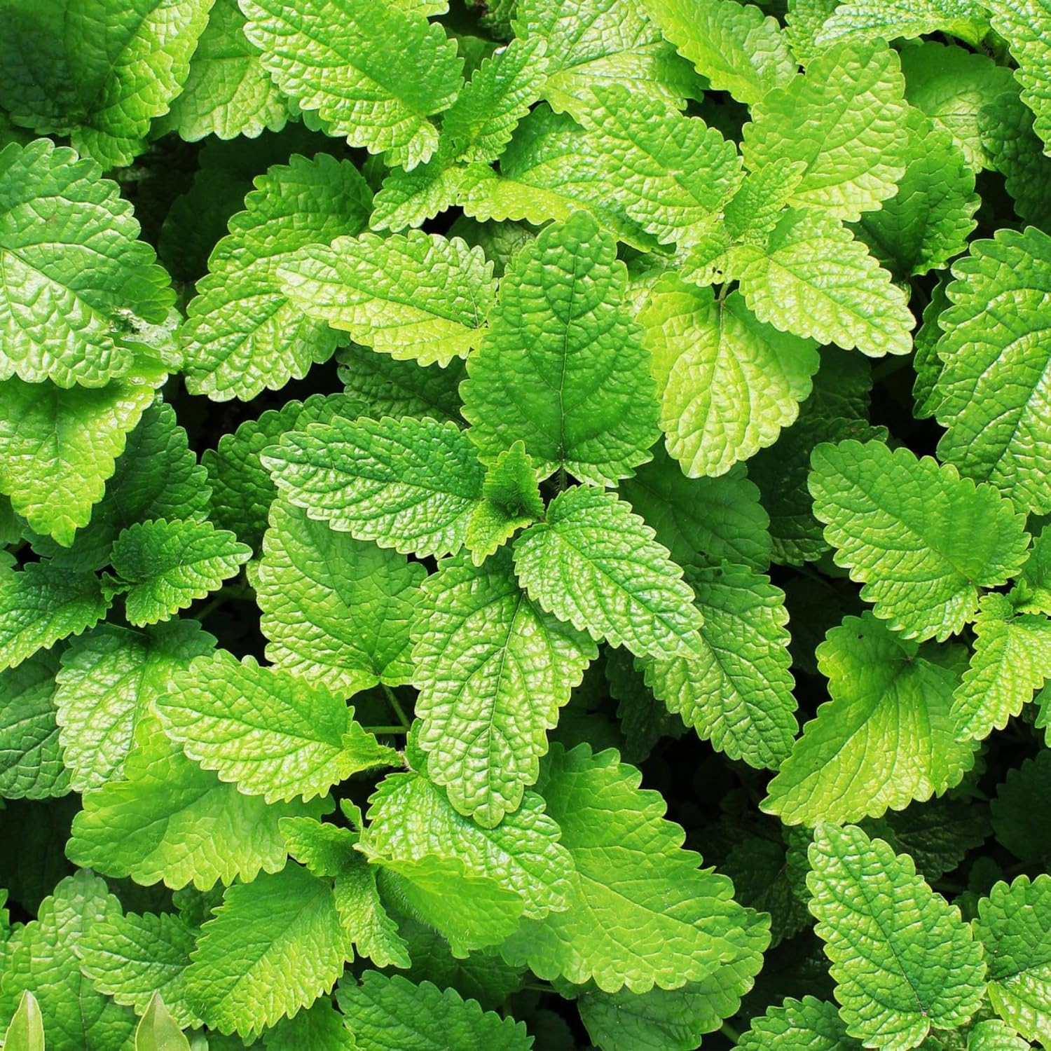 Spearmint Live Plant, Fragant Herb Spearmint Plant, Well Rooted, 4 Inches Pot, Indoor Outdoor Container or Garden Plant