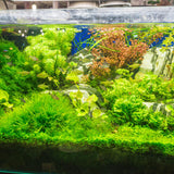 200 Mix Aquarium Grass Seeds for Planting, Aquarium Seeds, Aquatic Grass Garden