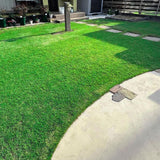 Set 30000 Emerald Zoysia Grass Seeds, Zoysia Grass Seeds, Dense Green Lawn, Low Maintenance Lawn Seed for Outdoor Garden