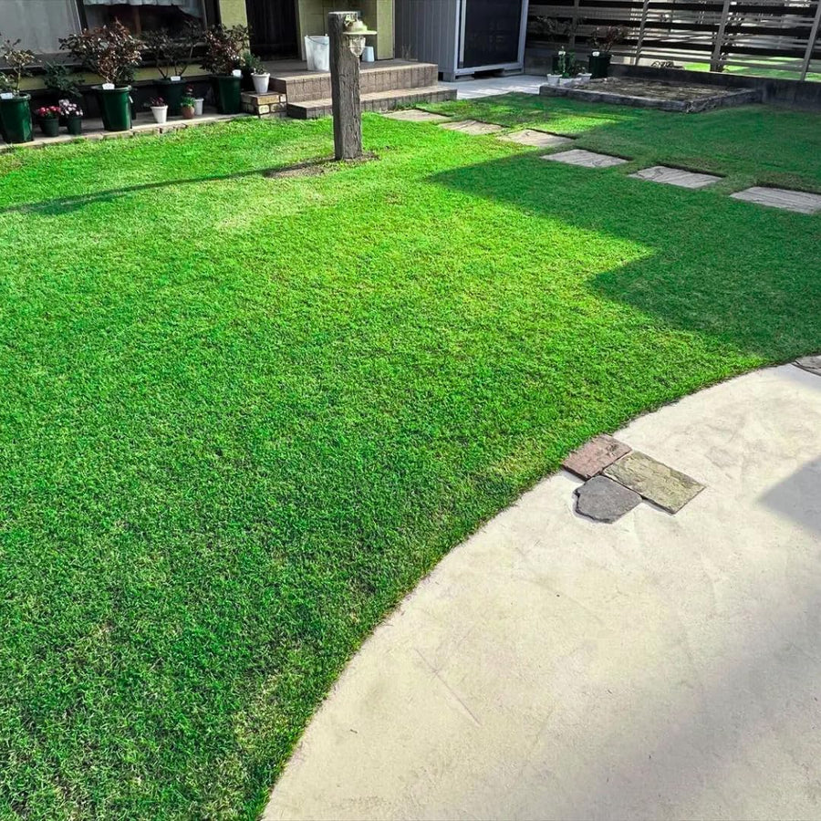 Set 30000 Emerald Zoysia Grass Seeds, Zoysia Grass Seeds, Dense Green Lawn, Low Maintenance Lawn Seed for Outdoor Garden