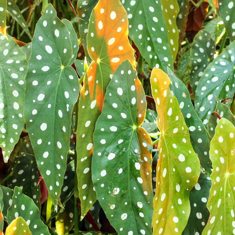 Begonias Plant Indoor, Begonia Plant Houseplant, Rare Begonias Live Plant 4 to 6 Inches Height No Pot (Green Polka Dot Leaf)