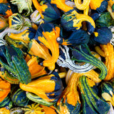 100 Mixed Gourd Seeds for Planting, Assorted Garden Vegetable Seeds, Climbing Vine Plants for Outdoor Garden, Suitable for Trellis Growing