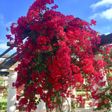 Bougainvillea Plants - Pack 2 Bougainvillea Flowering Plants - Starter from 4 to 6 Inches Tall Bareroot - Growing Outdoor (Red)