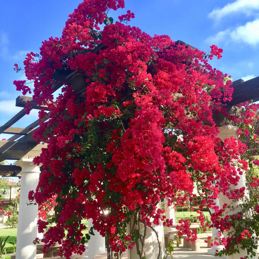 Bougainvillea Plants - Pack 2 Bougainvillea Flowering Plants - Starter from 4 to 6 Inches Tall Bareroot - Growing Outdoor (Red)