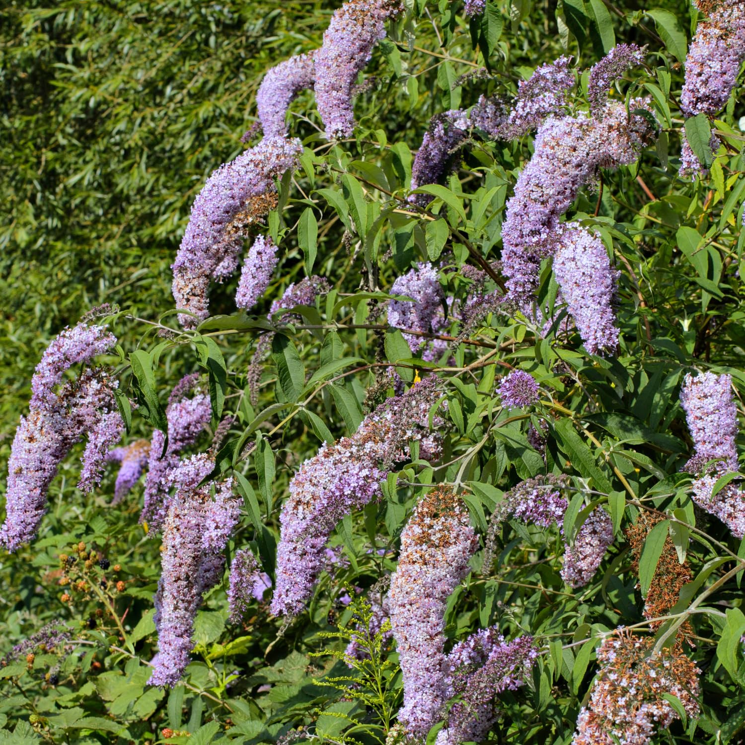 Butterfly Bush Plant for Plant, Size 5 to 7 Inch Tall Plant, Without Pot, Butterfly Bushes Plant (Light Blue Flowers)