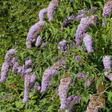 Butterfly Bush Plant for Plant, Size 5 to 7 Inch Tall Plant, Without Pot, Butterfly Bushes Plant (Light Blue Flowers)