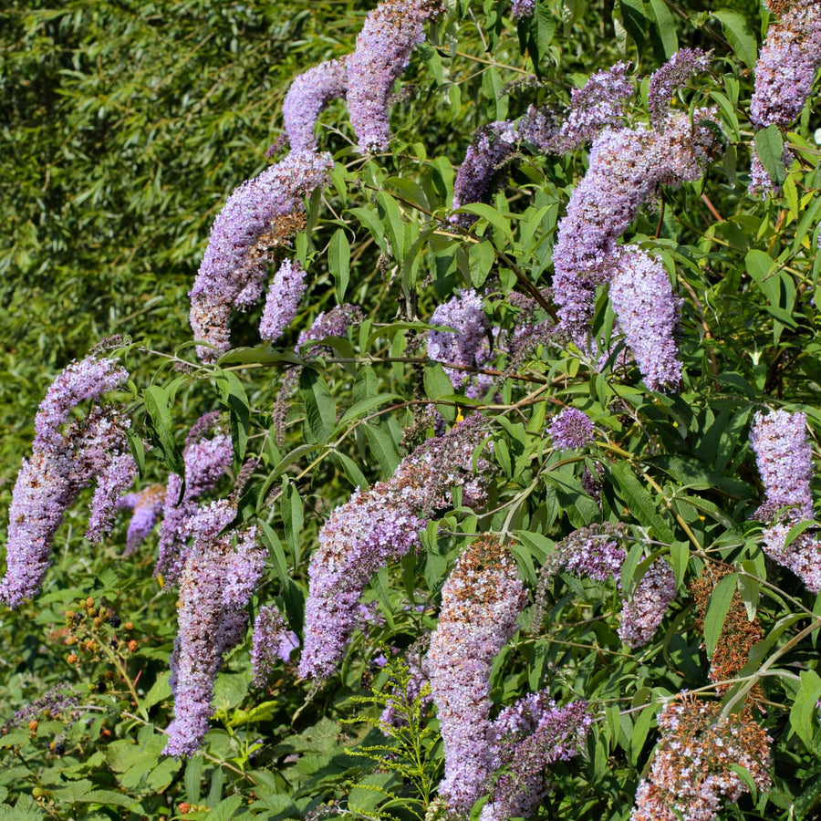 Butterfly Bush Plant for Plant, Size 5 to 7 Inch Tall Plant, Without Pot, Butterfly Bushes Plant (Light Blue Flowers)