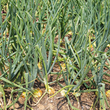 Set 5 Egyptian Walking Onion Plants Live, Heirloom Perennial Plant