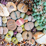 30 Assorted Lithops Live Plants, Large Lithops Living Stones Succulent Plant for Planting, Live Lithop Plants, Mix Colorful Succulents Bare Root Without Pot and Soil