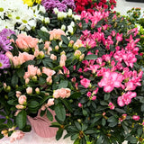 2 Mix Azalea Plants Live, 10 Inches Tall, Hardy Flowering Shrub for Outdoor Planting and Landscaping