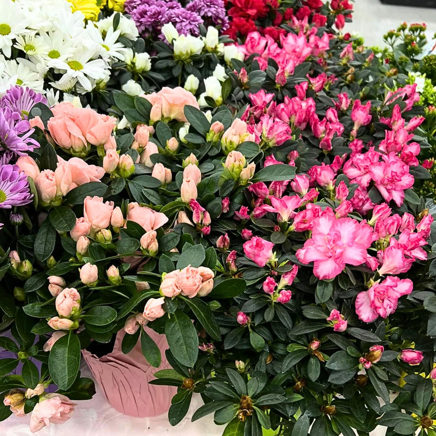 2 Mix Azalea Plants Live, 10 Inches Tall, Hardy Flowering Shrub for Outdoor Planting and Landscaping