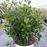 Bay Leaf Tree Live Plant, Well-Rooted 8-10" in Tall, Fast-Growing, Sweet Laurus Nobilis Bay Laurel Plant for Outdoor Indoor Herb