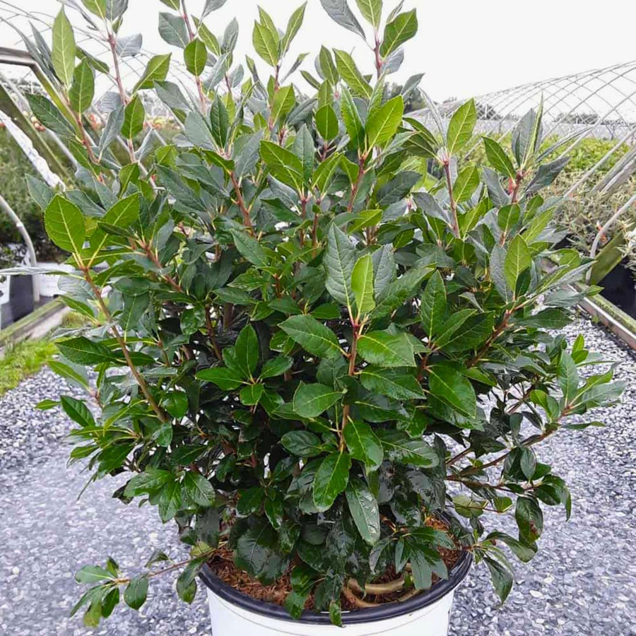 Bay Leaf Tree Live Plant, Well-Rooted 8-10" in Tall, Fast-Growing, Sweet Laurus Nobilis Bay Laurel Plant for Outdoor Indoor Herb