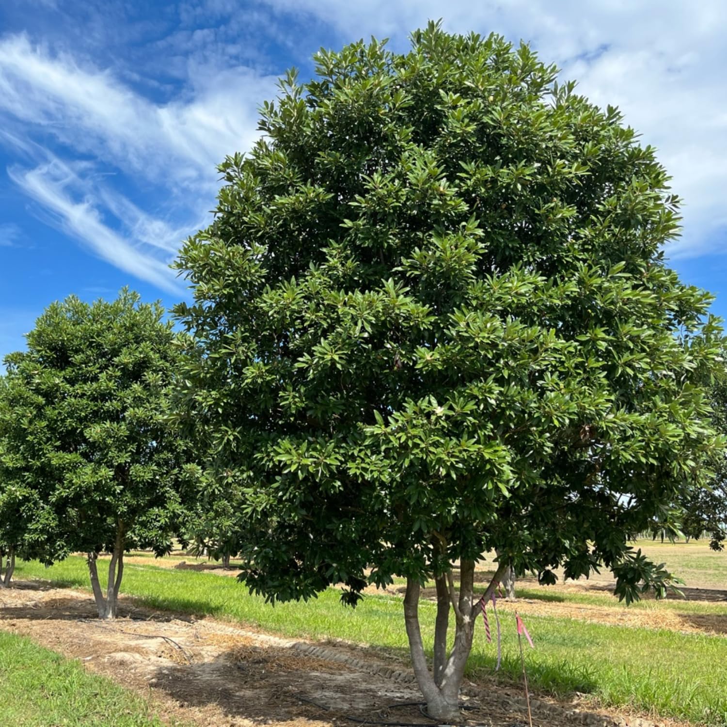 Sweetbay Magnolia Plant Live 8-14 Inch Tall, Fragrant Magnolia Bush Live Plant, Magnolia Flowers for Enhancing Your Garden
