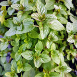 Fragrant Mint Plant Live, 4-6 Inches, Culinary Mint Herb for Indoor Outdoor Gardens (Chocolate Mint)