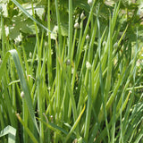 Set 5 Egyptian Walking Onion Plants, 2 Year Old Live Perennial Vegetable