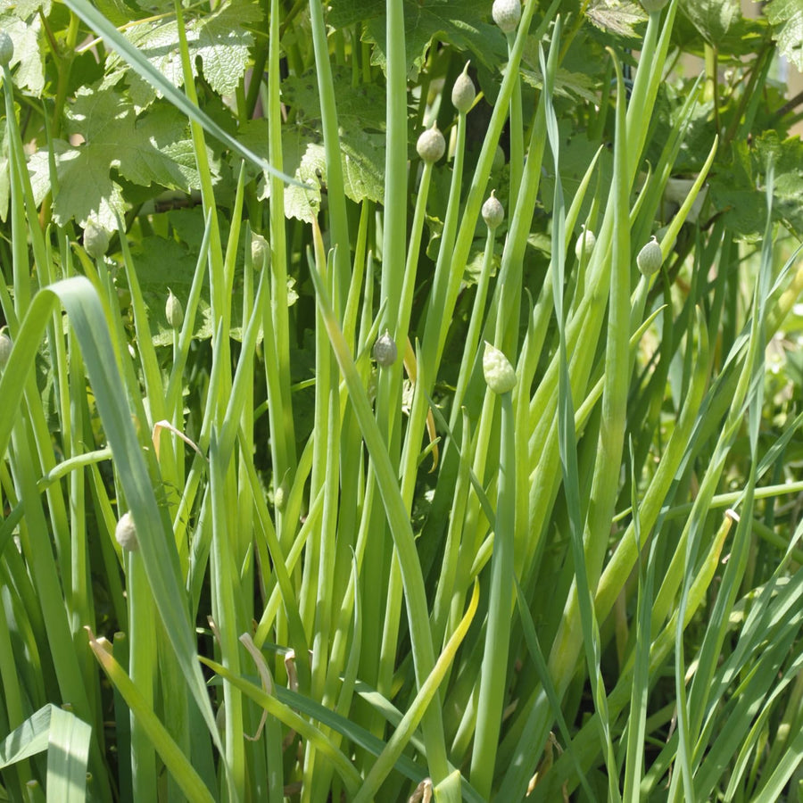 Set 5 Egyptian Walking Onion Plants, 2 Year Old Live Perennial Vegetable