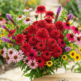 50 Coneflower Seeds for Planting, Double Red Coneflower Flower Seeds, Outdoor Indoor Garden