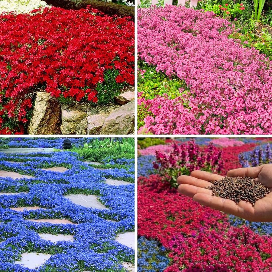 35000 Dwarf Creeping Thyme Seeds for Planting, Year-Round Ground Cover Thyme Seeds for Garden Borders and Rock Gardens