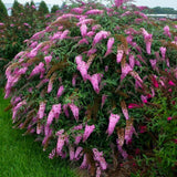 Butterfly Bush Plant for Plant, Size 5 to 7 Inch Tall Plant, Without Pot, Butterfly Bushes Plant (Pink Flowers)