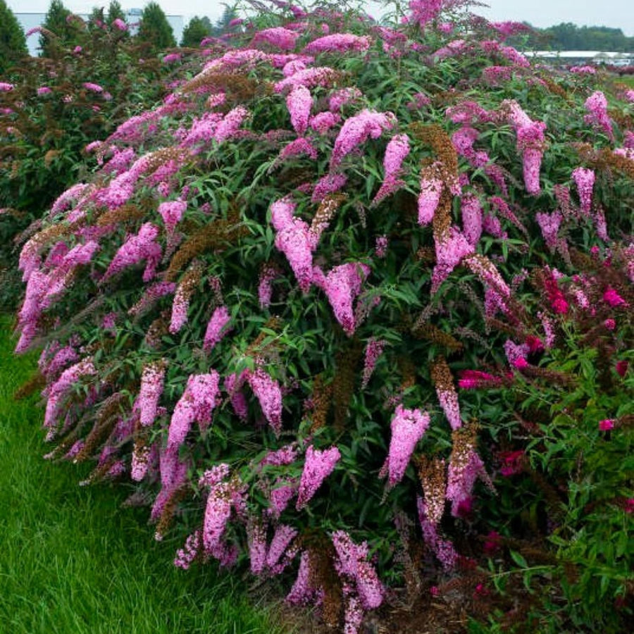 Butterfly Bush Plant for Plant, Size 5 to 7 Inch Tall Plant, Without Pot, Butterfly Bushes Plant (Pink Flowers)