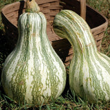 10 Striped Butternut Squash Seeds for Planting, Winter Squash Vegetable Seeds, Garden Seeds for Outdoor Growing