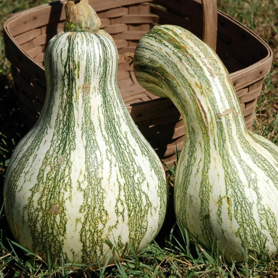 10 Striped Butternut Squash Seeds for Planting, Winter Squash Vegetable Seeds, Garden Seeds for Outdoor Growing