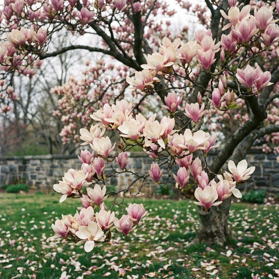 Magnolia Tree Live Plant in 2.5'' Pot, Magnolia Starter Tree, Ornamental Flowering Tree, Outdoor or Container Growing (Saucer Magnolia)