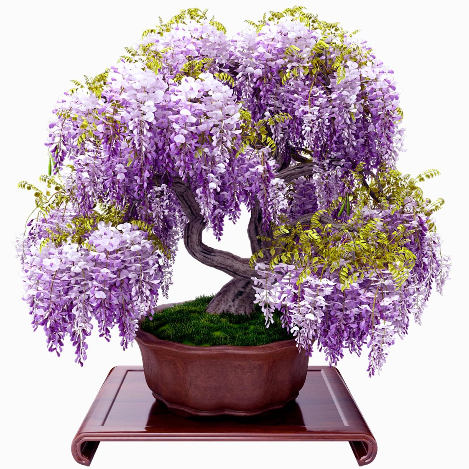 3 Purple Wisteria Trees Live Plants 6 to 12 Inch Height, Purple Wisteria Plant Live to Grow Your Garden, Wisteria Vine Live Plant, Fragrant Wisteria Flowers, in Pots
