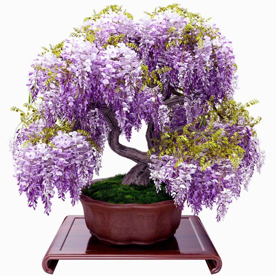 3 Purple Wisteria Trees Live Plants 6 to 12 Inch Height, Purple Wisteria Plant Live to Grow Your Garden, Wisteria Vine Live Plant, Fragrant Wisteria Flowers, in Pots