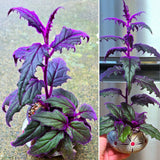 2 Gynura Aurantiaca Purple Passion Plants - Size 4-8 Inch Tall - Velvet Rooted Great for Indoor and Outdoor Gardening - Easy to Care Low Maintenance